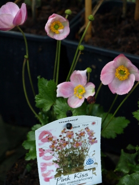 Zawilec mieszańcowy (Anemone hybridum) 